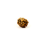 Rudraksha 3 Face