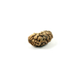 Rudraksha 1 Face