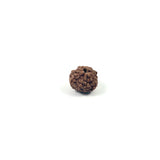Rudraksha 11 Face