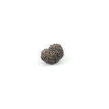 Rudraksha 12 Face