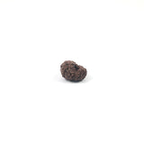 Rudraksha 14 Face