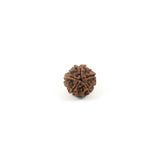 Rudraksha 5 Face