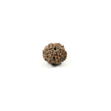 Rudraksha 6 Face