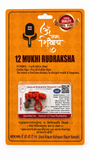 12 Mukhi Rudraksha Red Thread Bracelet
