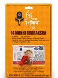 14 Mukhi Rudraksha Red Thread Necklace