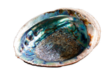Abalone 6" Shell – Natural Ocean Energy for Clarity & Spiritual Growth