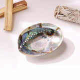 Abalone 6" Shell – Natural Ocean Energy for Clarity & Spiritual Growth