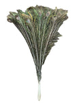 Peacock Feathers