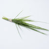 Durva Grass