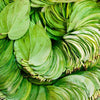 Paan Leaves
