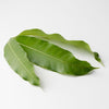 mango leaves