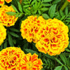 Marigolds
